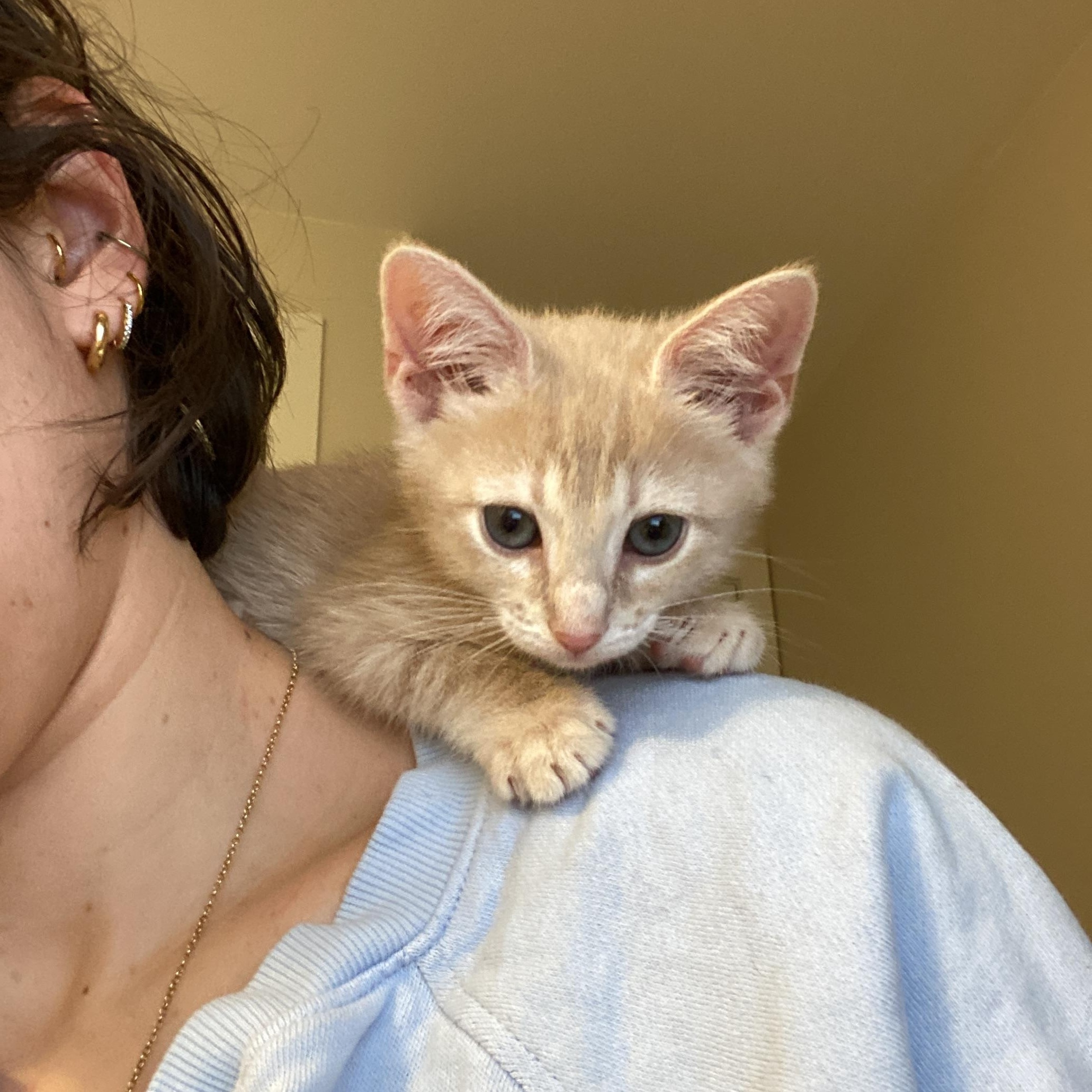 Jolly, an adopted Domestic Short Hair in Brooklyn, NY image 2/6