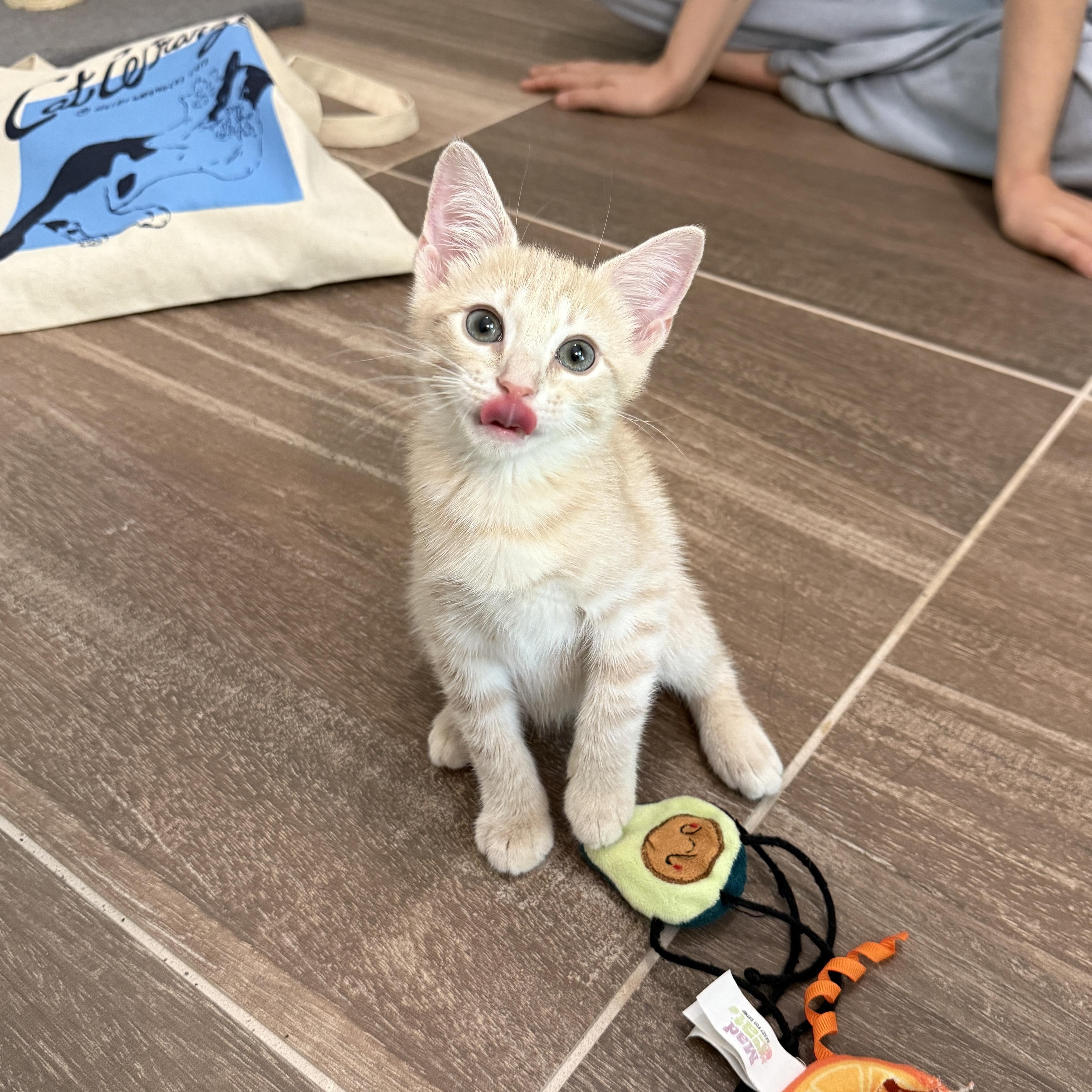 Jolly, adopted, Kitten Male Domestic Short Hair.