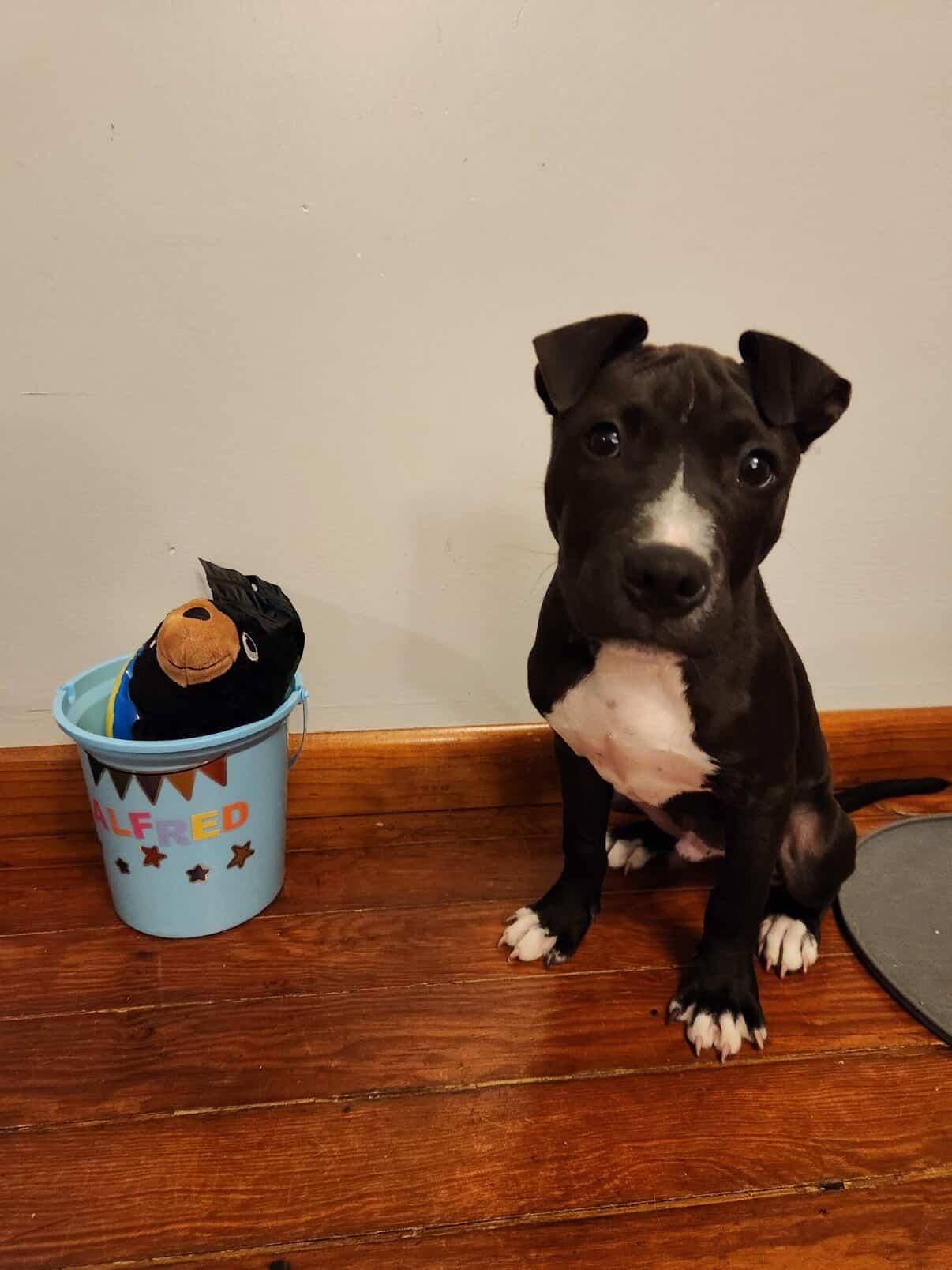 Enlarge Alfred, a ADOPTABLE mixed breed in Oceanport, NJ image 4/5