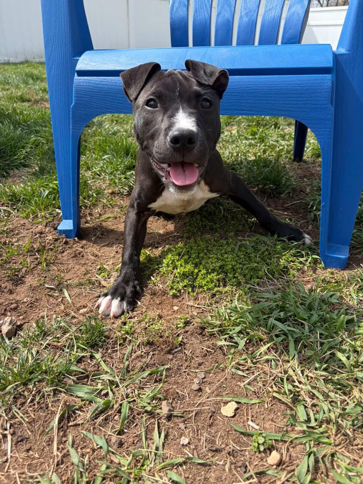 Enlarge Alfred, a ADOPTABLE mixed breed in Oceanport, NJ image 3/5