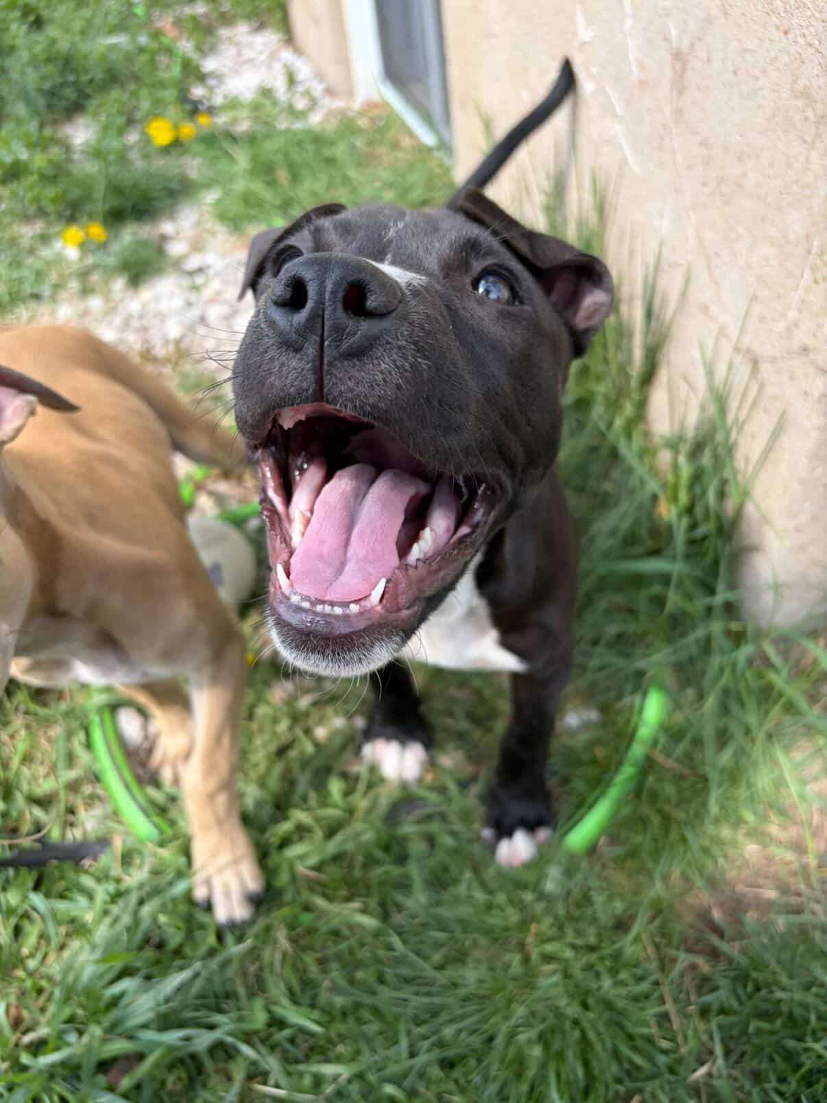 Enlarge Alfred, a ADOPTABLE mixed breed in Oceanport, NJ image 2/5