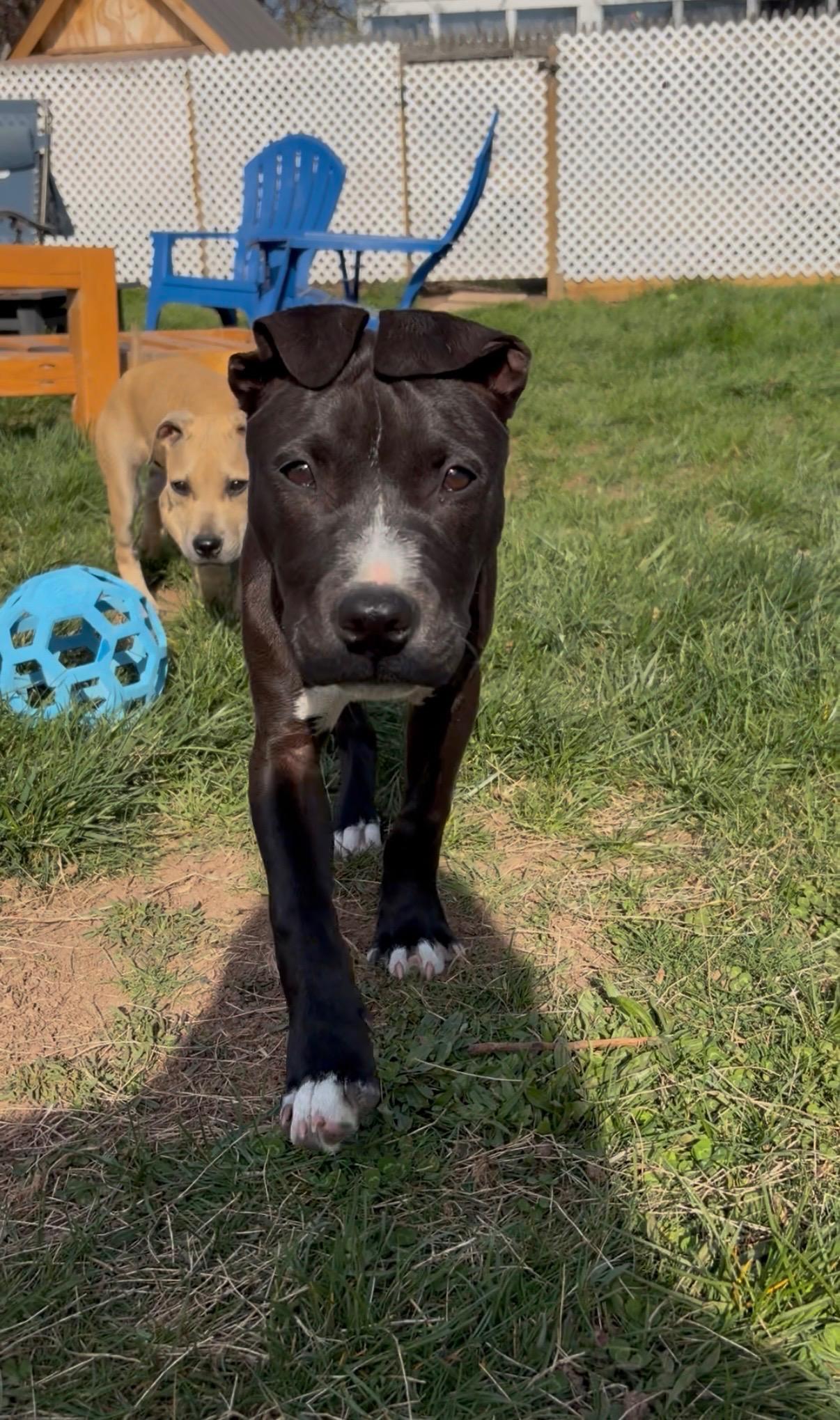 Enlarge Alfred, a ADOPTABLE mixed breed in Oceanport, NJ image 1/5