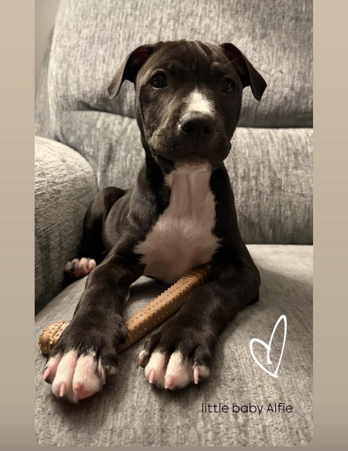 Enlarge Alfred, a ADOPTABLE mixed breed in Oceanport, NJ image 5/5