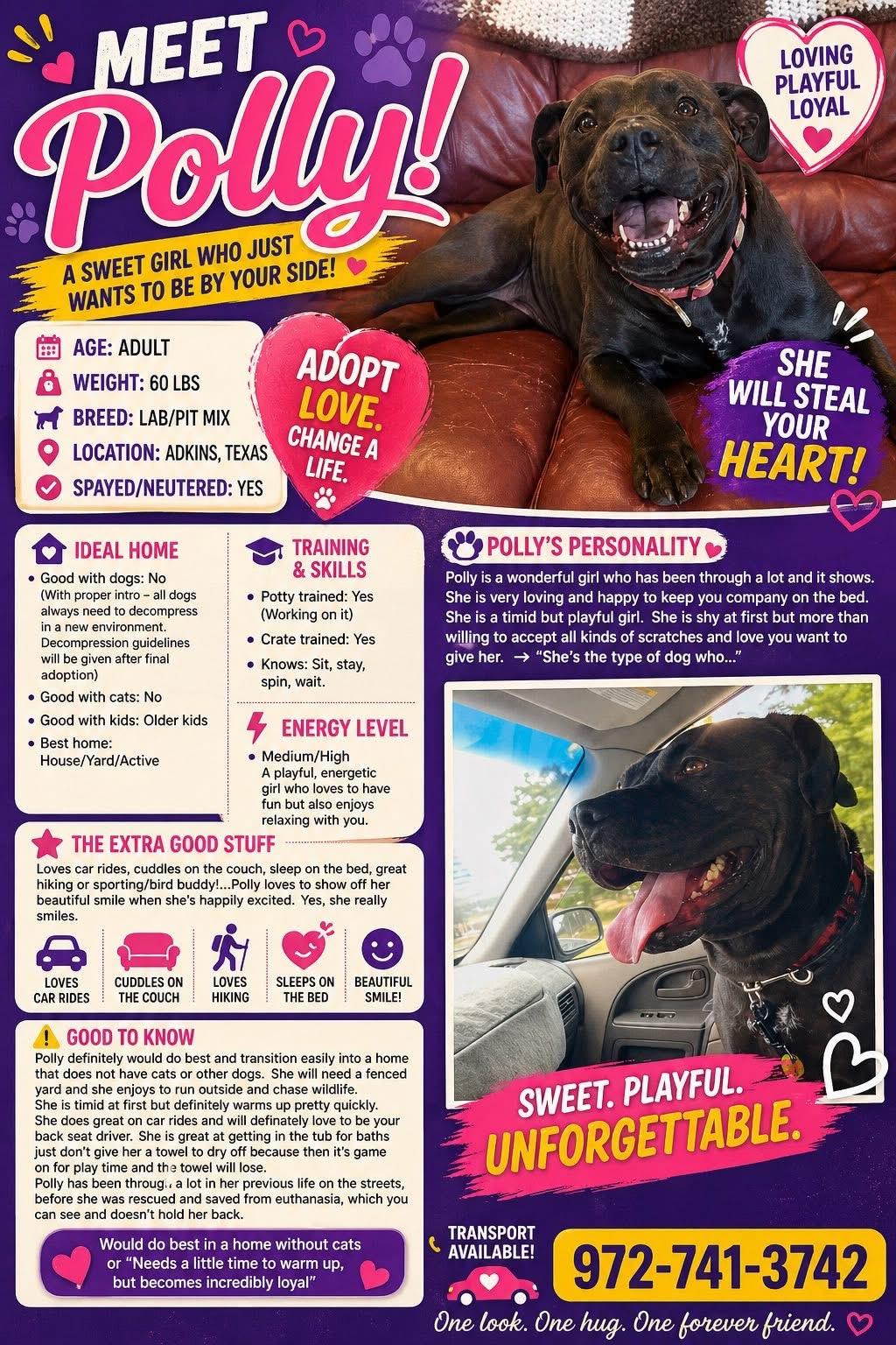 Enlarge Polly, a Adoptable mixed breed in San Antonio, TX image 2/3