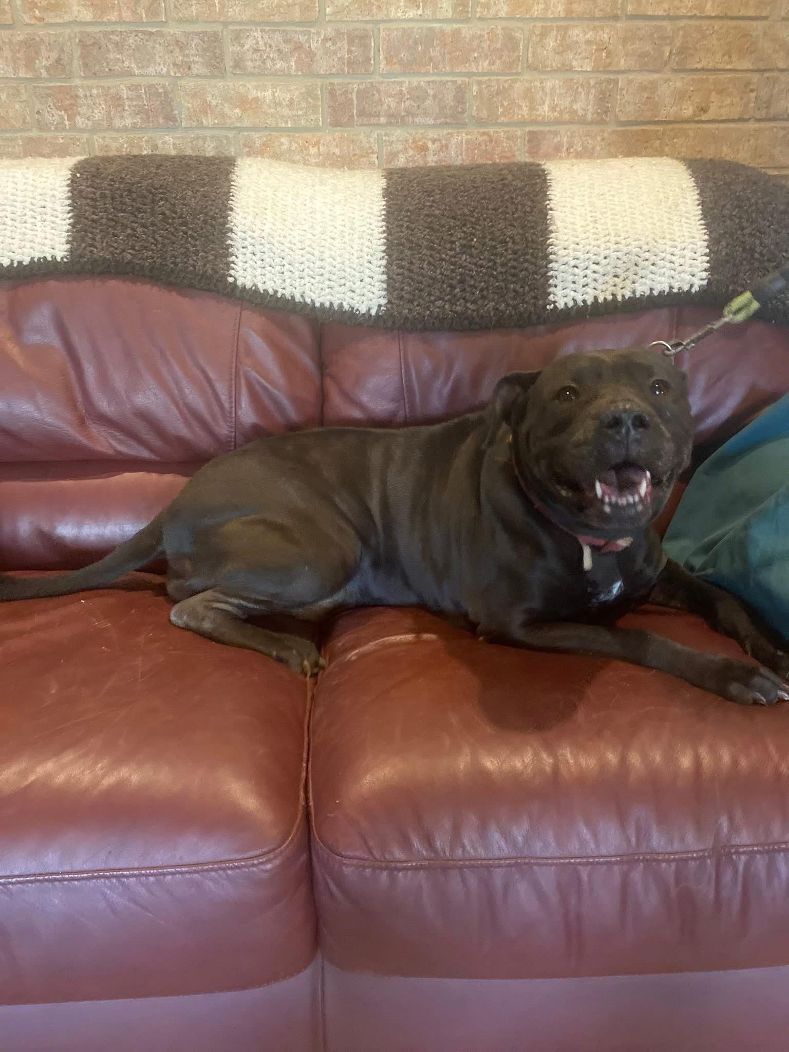 Polly, Adoptable, Adult Female Chocolate Labrador Retriever & Pit Bull Terrier.