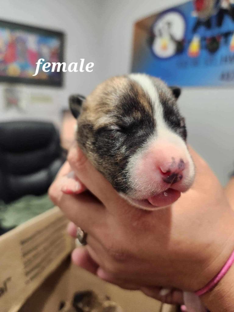 Sunday ( Phoenix ), Adoptable, Young Female Pit Bull Terrier.