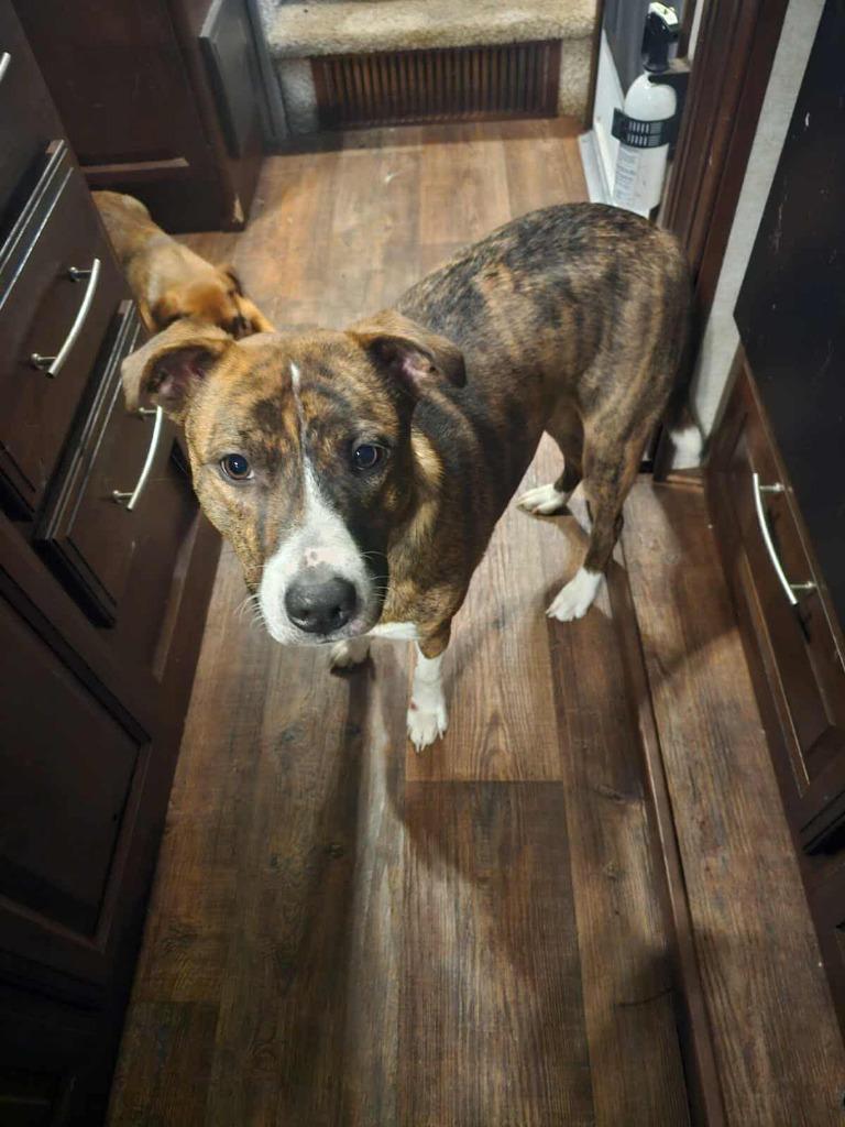 Enlarge Sunday ( Phoenix ), a Adoptable Pit Bull Terrier in Republic, MO image 2/4