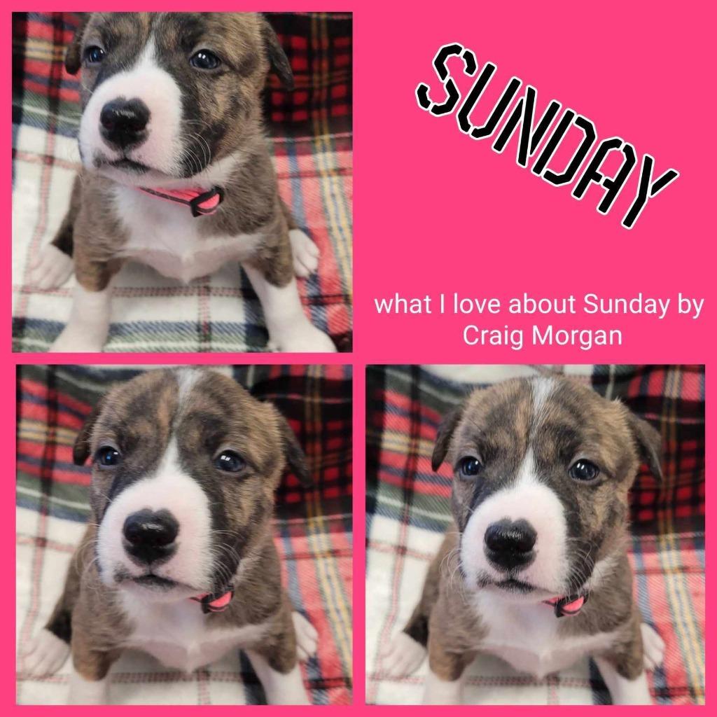 Enlarge Sunday ( Phoenix ), a Adoptable Pit Bull Terrier in Republic, MO image 3/4