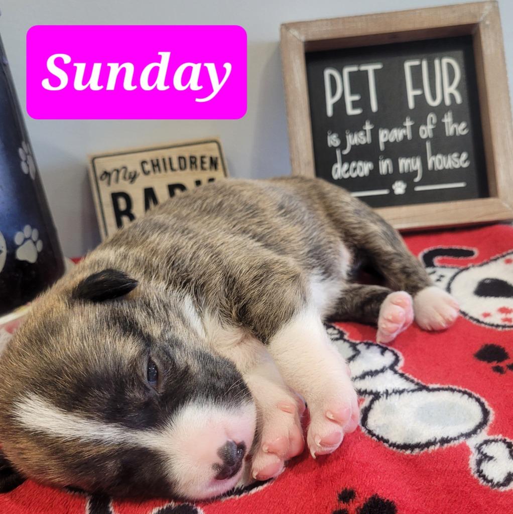 Enlarge Sunday ( Phoenix ), a Adoptable Pit Bull Terrier in Republic, MO image 4/4