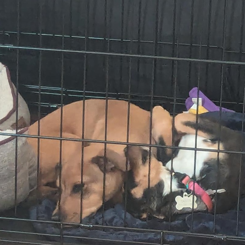 Dog for adoption Jack, a Mixed Breed in Nixa, MO Petfinder