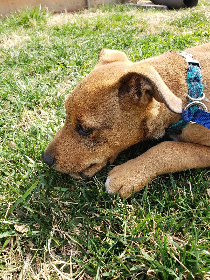 Dog for adoption Jack, a Mixed Breed in Nixa, MO Petfinder