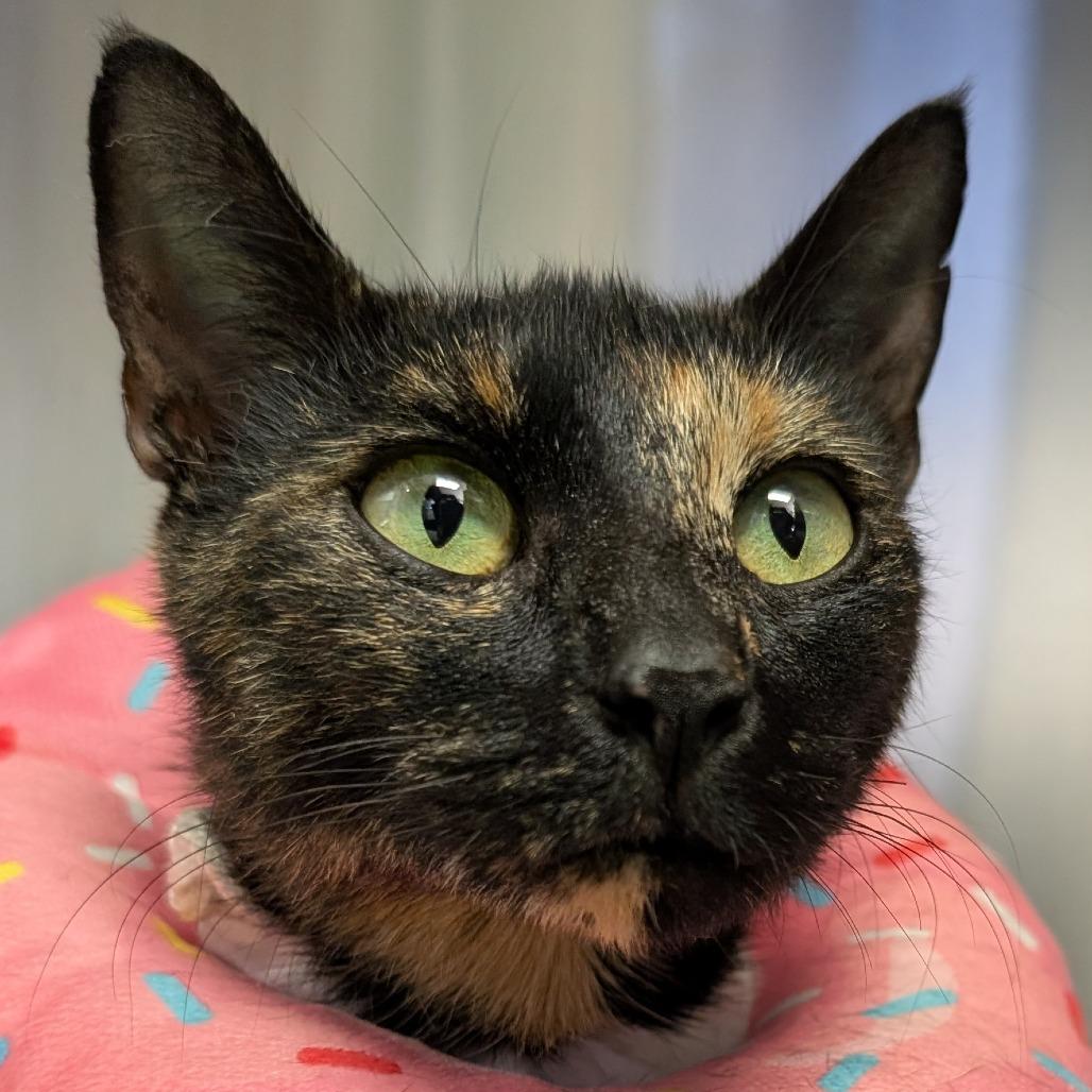 Mimi, Adoptable, Young Female Domestic Short Hair.