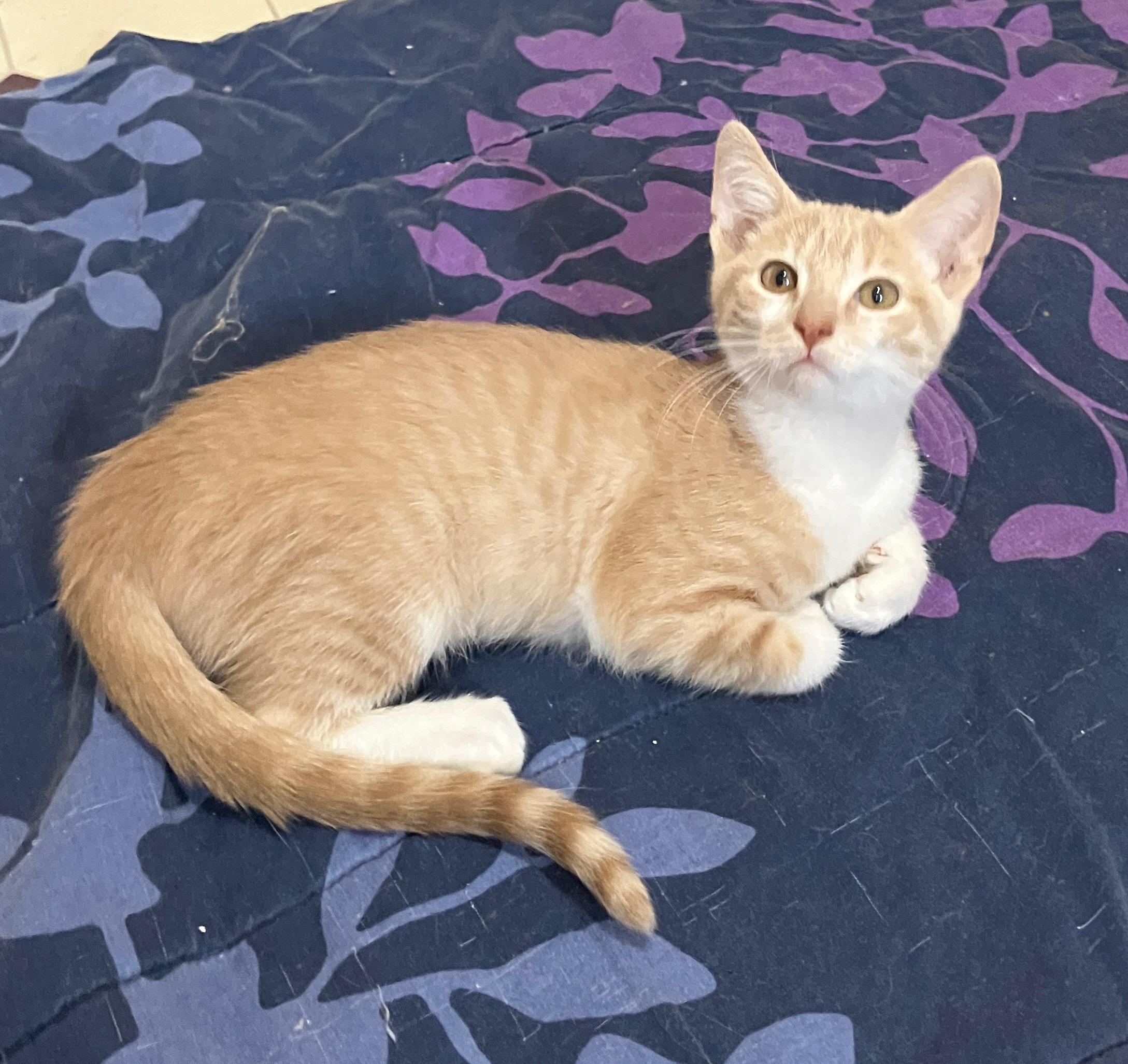 Michelangelo, Adoptable, Kitten Male Domestic Short Hair.