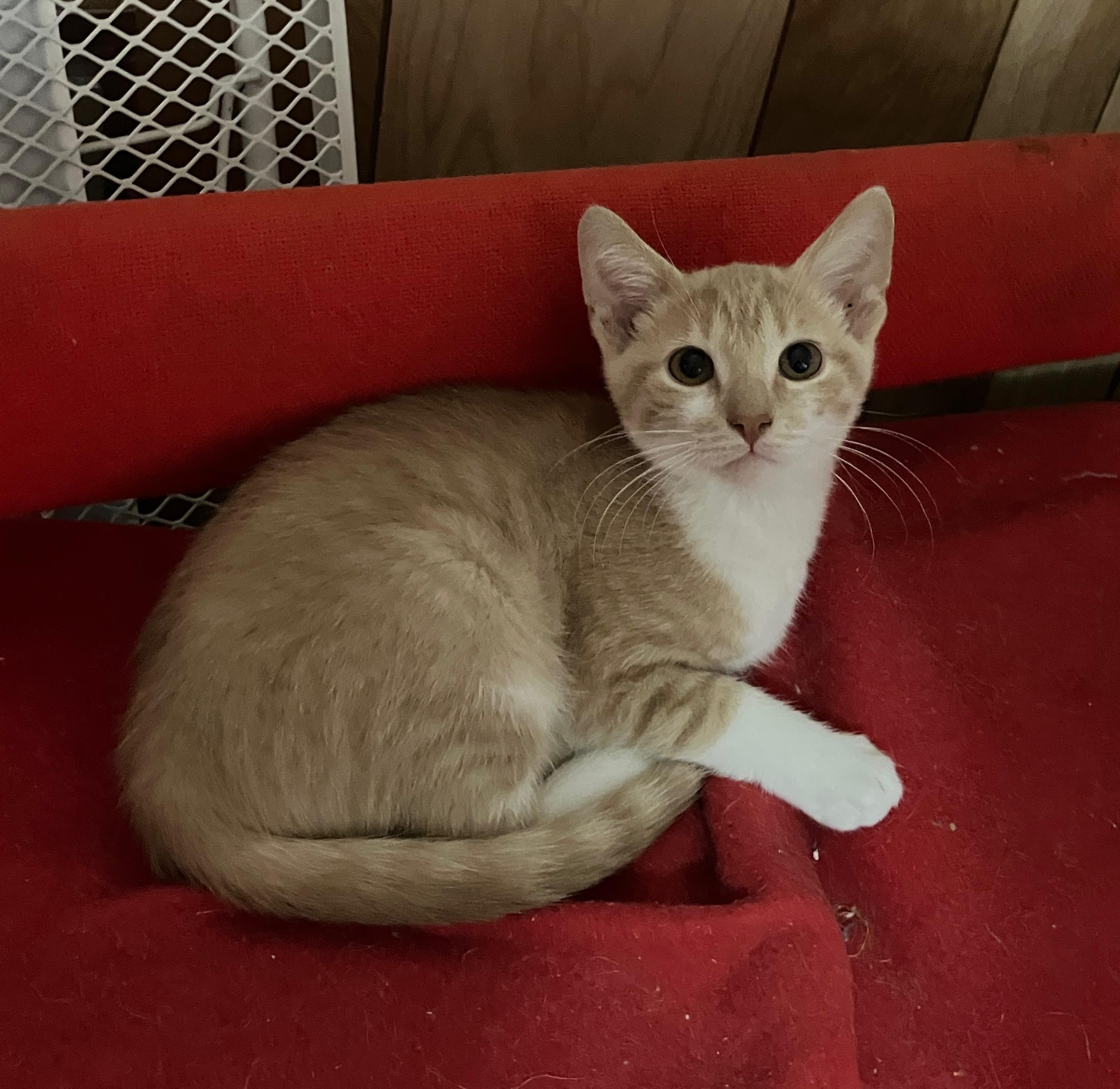 Enlarge Michelangelo, a Adoptable Domestic Short Hair in Highland, IN image 2/3