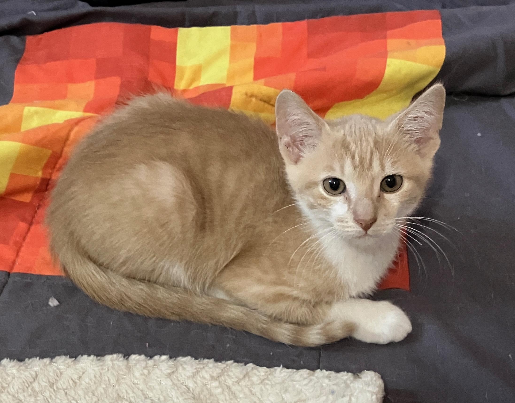 Enlarge Michelangelo, a Adoptable Domestic Short Hair in Highland, IN image 3/3