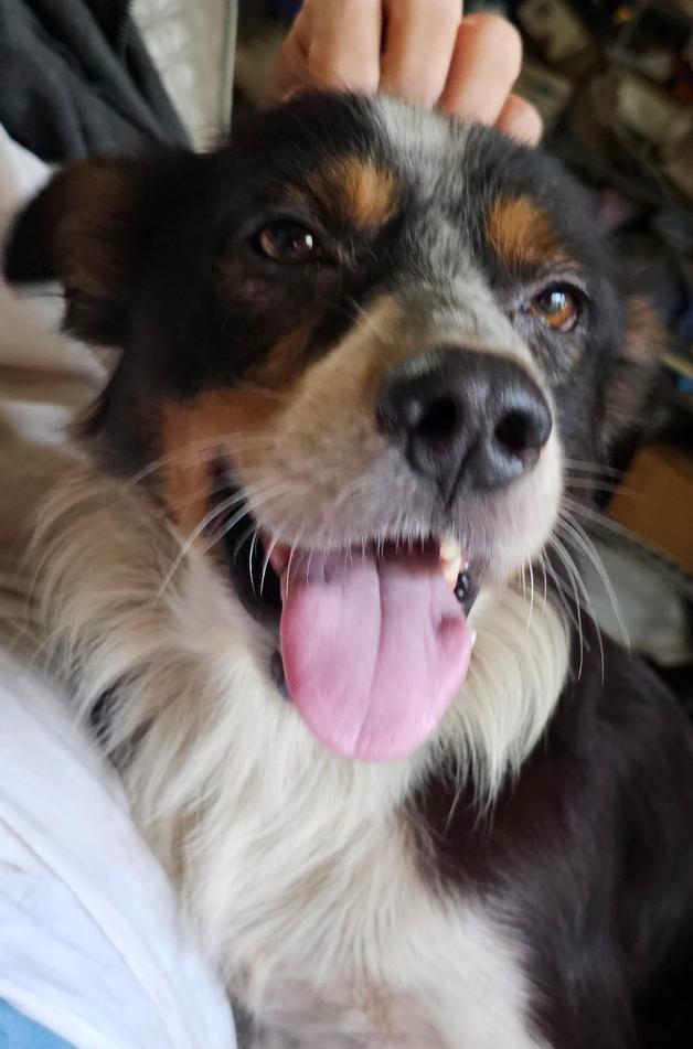 Henry, a Adoptable Australian Shepherd in Nokomis, FL image 1/2