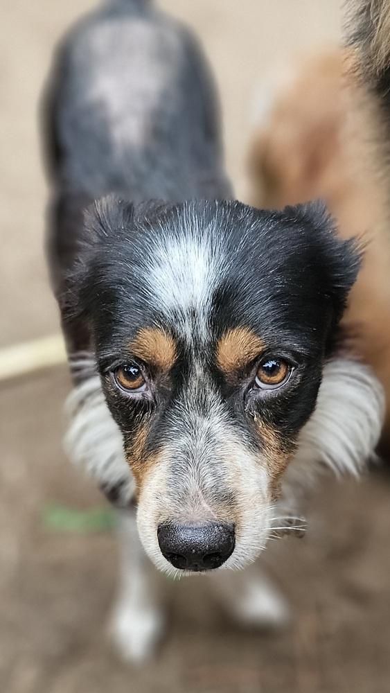 Henry, a Adoptable Australian Shepherd in Nokomis, FL image 2/2