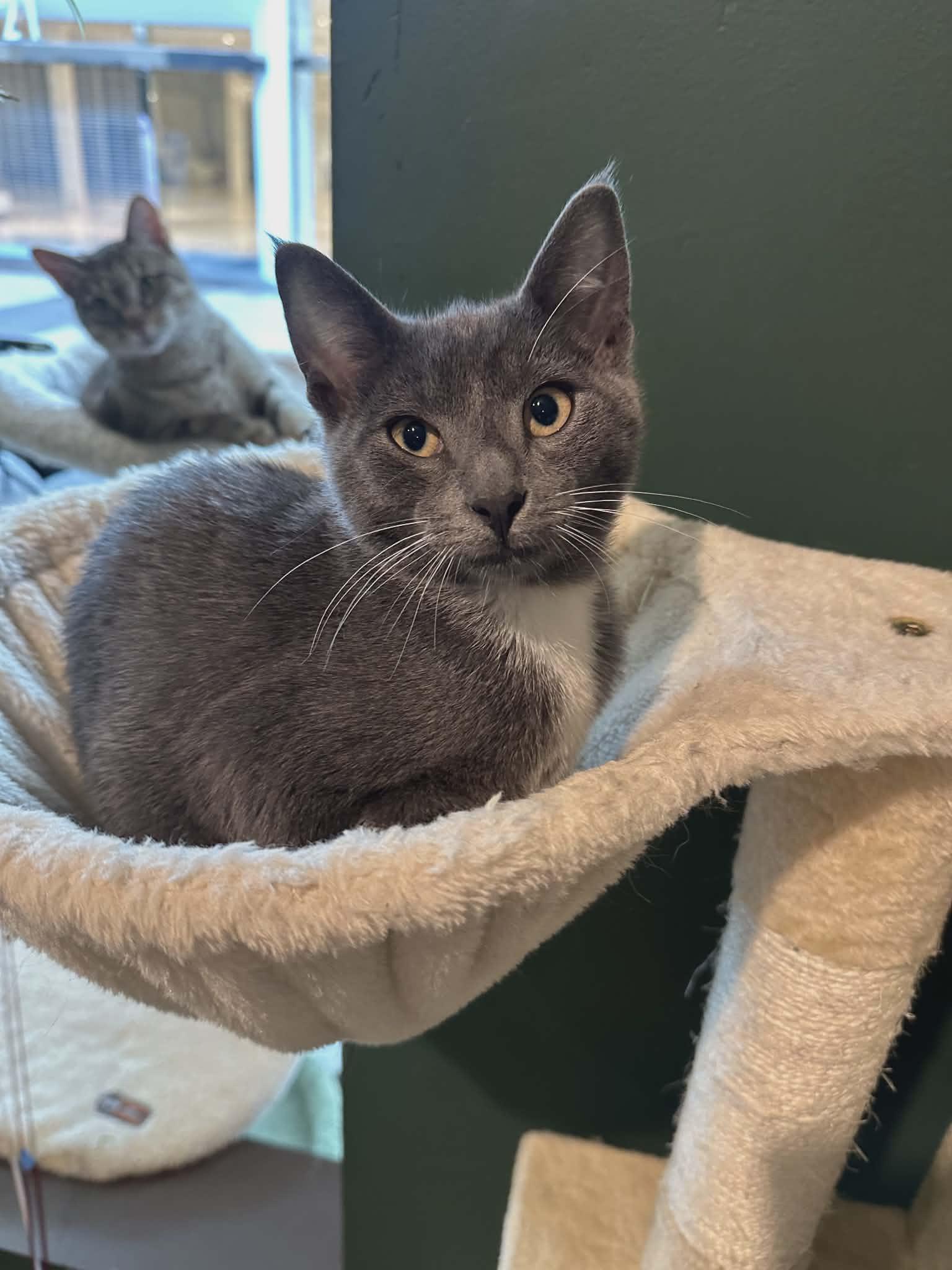 Poe, a ADOPTABLE Domestic Short Hair in Rochester, NY image 3/3