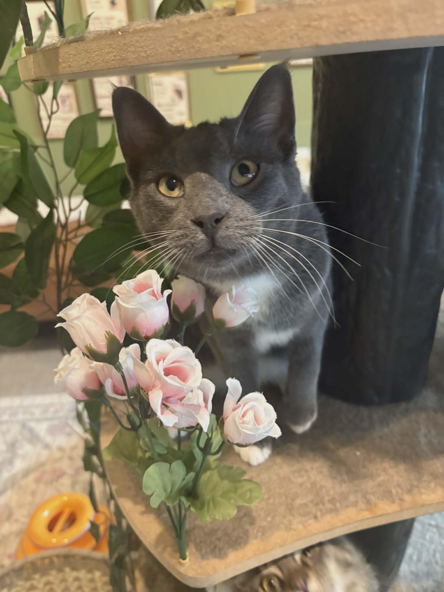 Poe, ADOPTABLE, Young Male Domestic Short Hair.