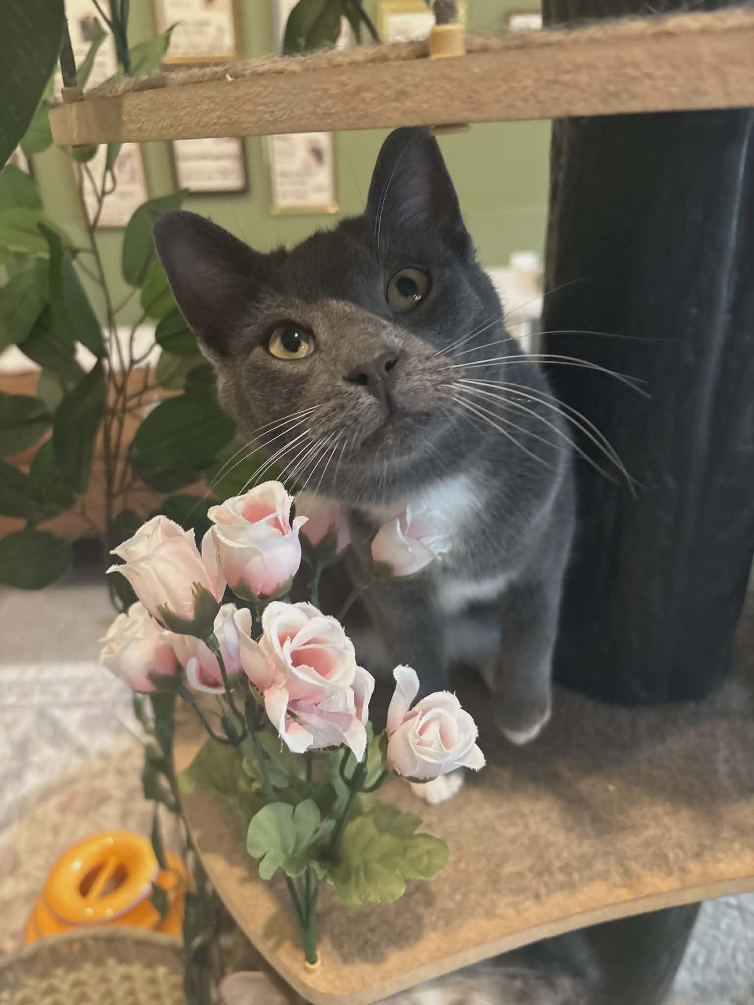 Poe, a ADOPTABLE Domestic Short Hair in Rochester, NY image 2/3