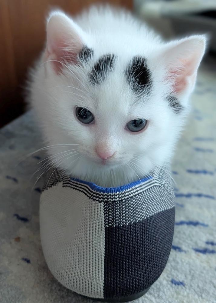 Poppy, a Adoptable Domestic Medium Hair in Silver Spring, MD image 2/4