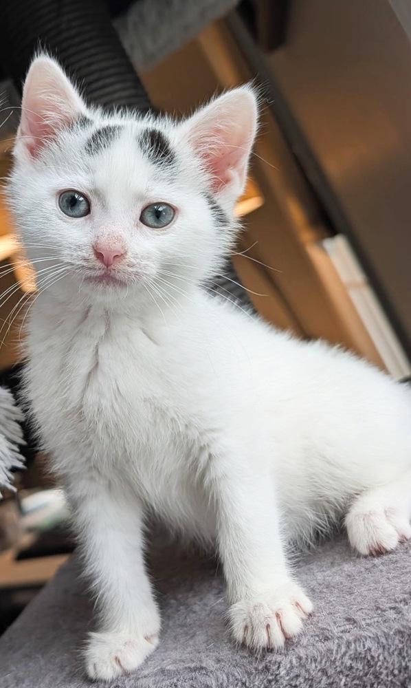 Poppy, a Adoptable Domestic Medium Hair in Silver Spring, MD image 3/4