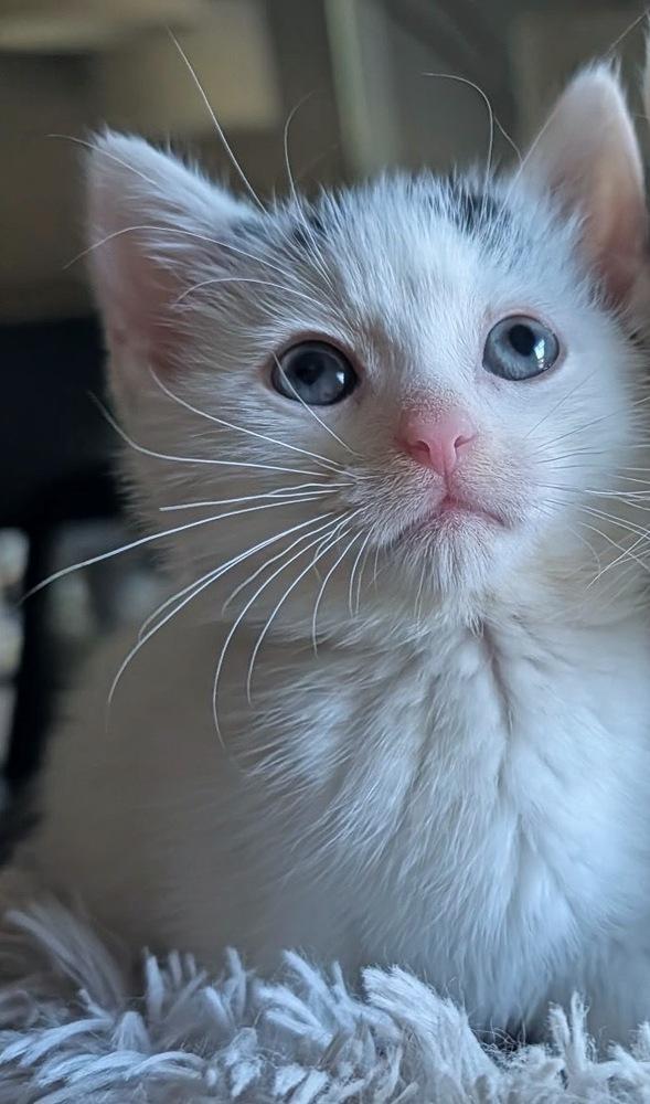 Poppy, Adoptable, Kitten Female Domestic Medium Hair.