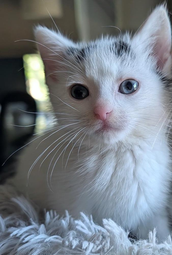 Poppy, a Adoptable Domestic Medium Hair in Silver Spring, MD image 4/4