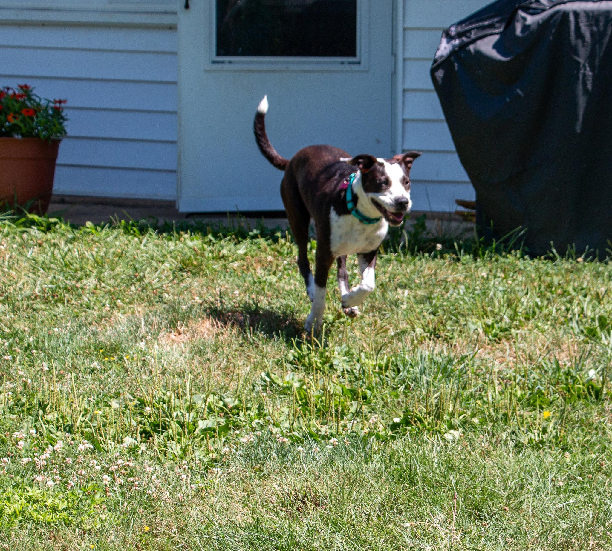 Enlarge Babe Ruth, a Adoptable mixed breed in Warminster, PA image 6/6