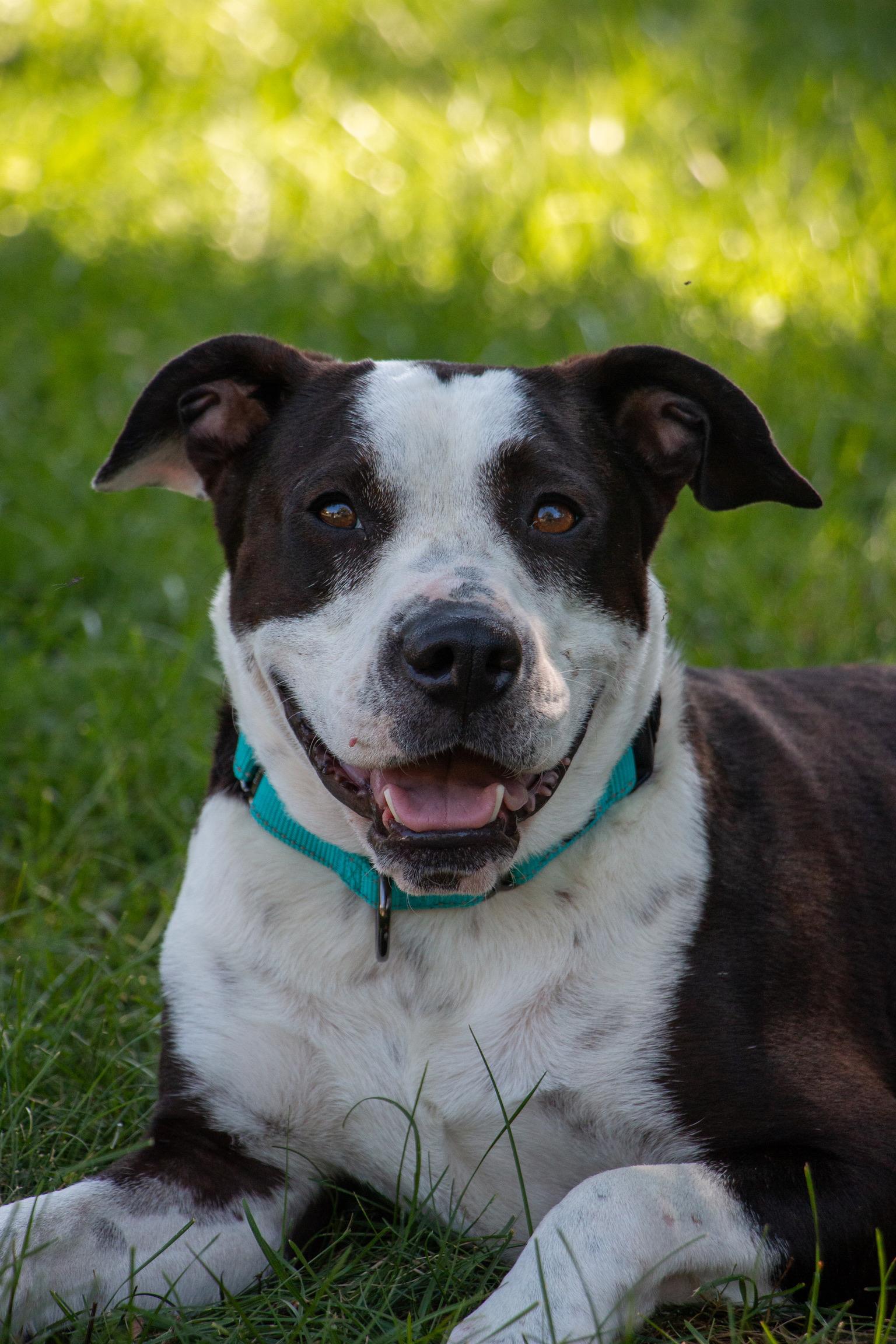 Enlarge Babe Ruth, a Adoptable mixed breed in Warminster, PA image 4/6