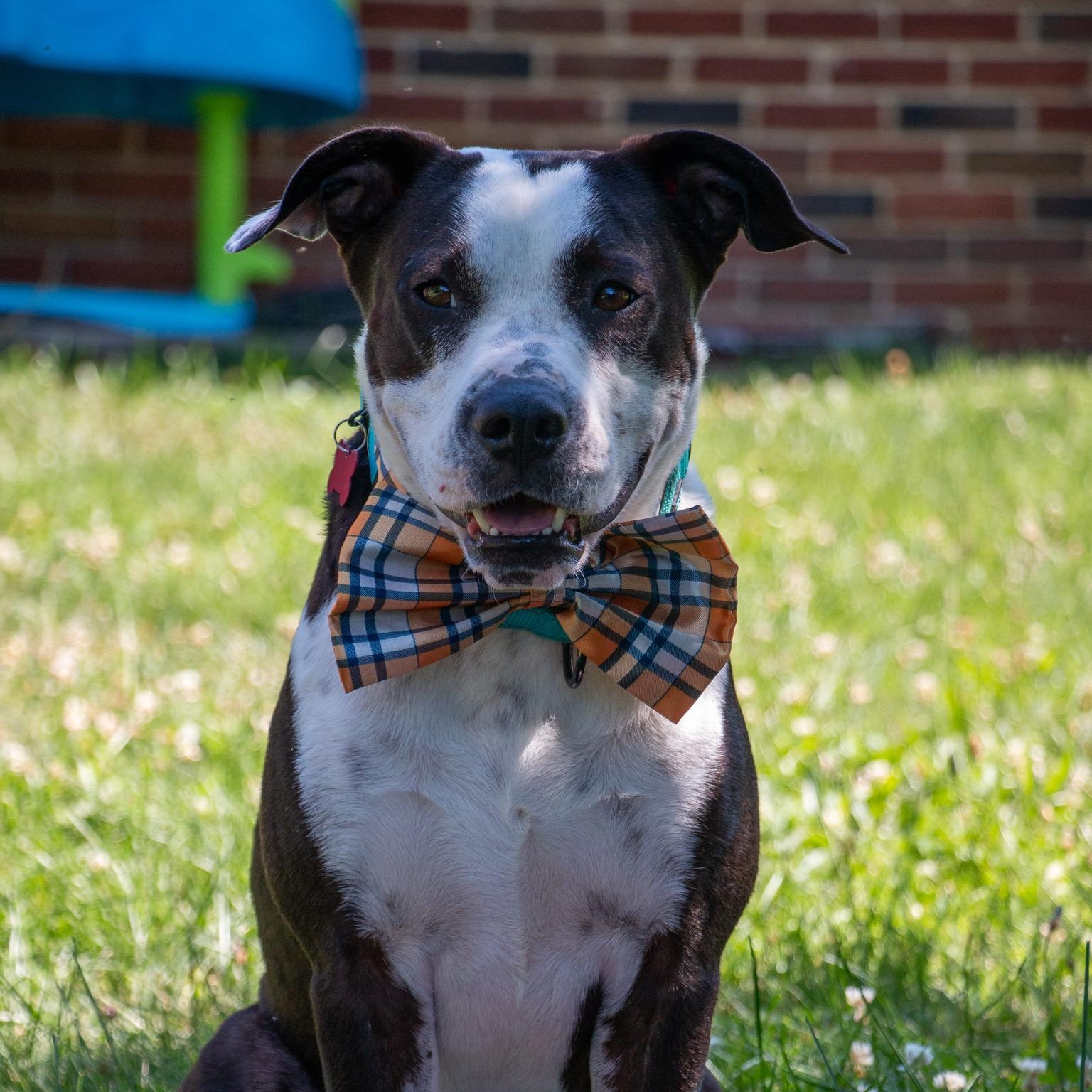 Enlarge Babe Ruth, a Adoptable mixed breed in Warminster, PA image 2/6