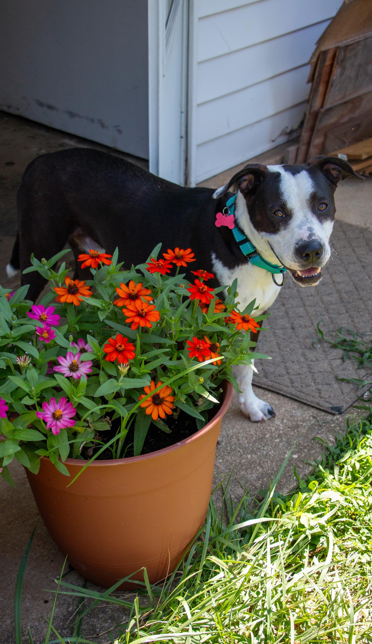 Enlarge Babe Ruth, a Adoptable mixed breed in Warminster, PA image 3/6