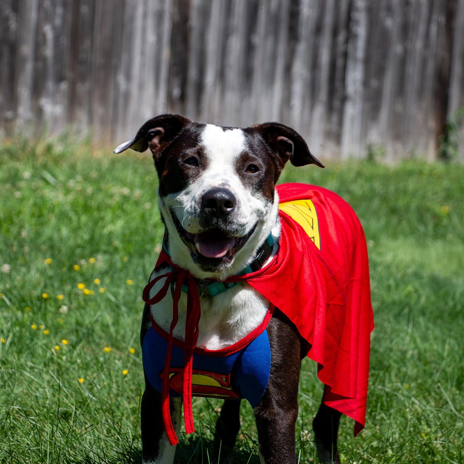 Enlarge Babe Ruth, a Adoptable mixed breed in Warminster, PA image 1/6
