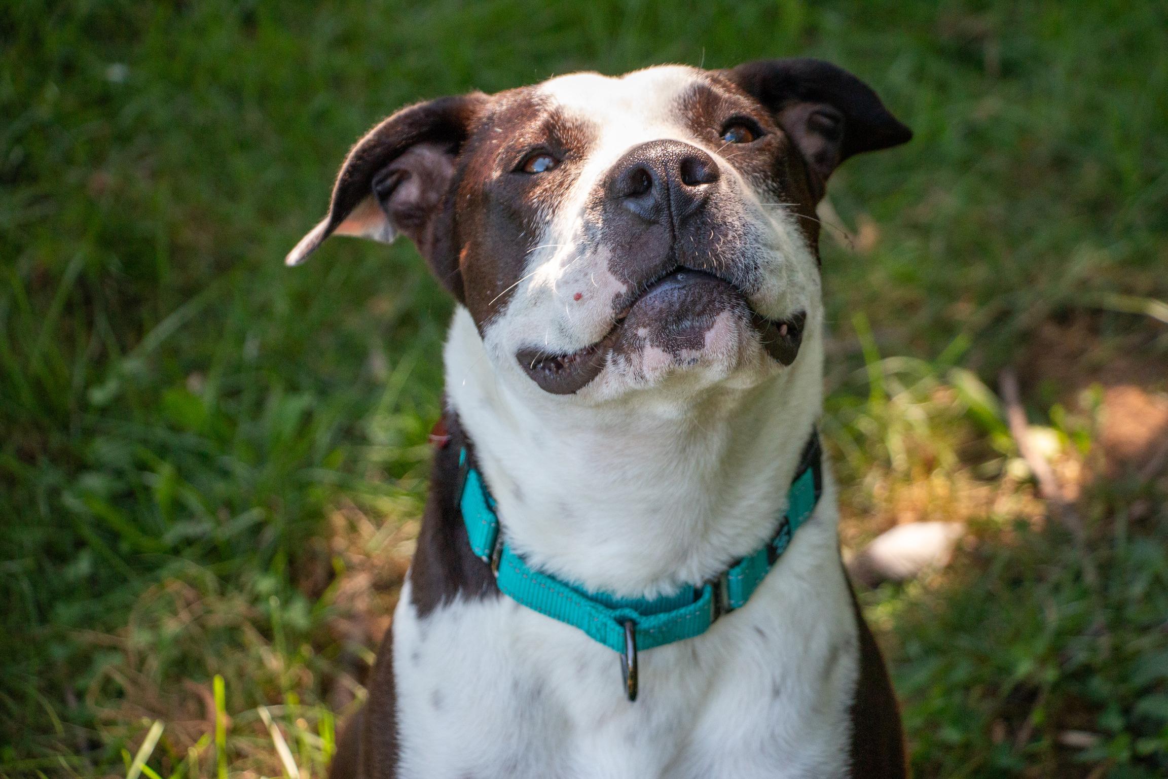 Enlarge Babe Ruth, a Adoptable mixed breed in Warminster, PA image 5/6