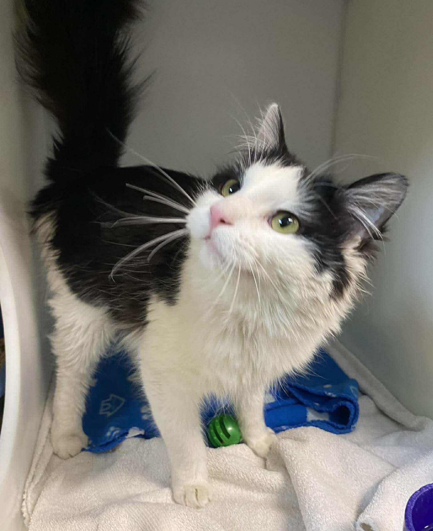 Artemis, adopted, Young Male Domestic Medium Hair.