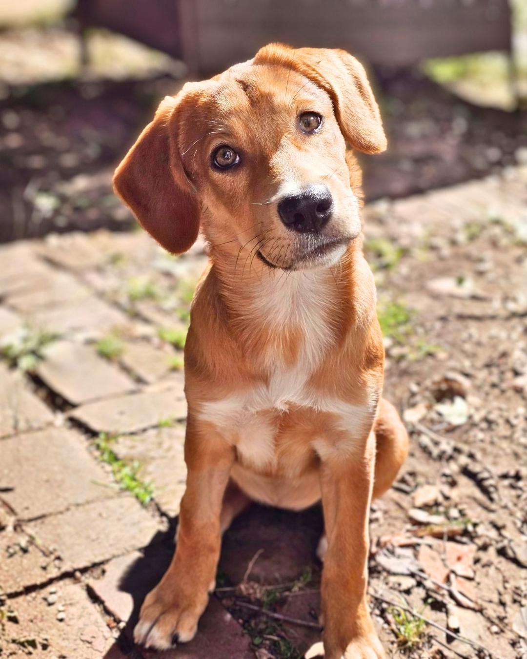 Enlarge Resist, a Adoptable mixed breed in New York, NY image 4/5