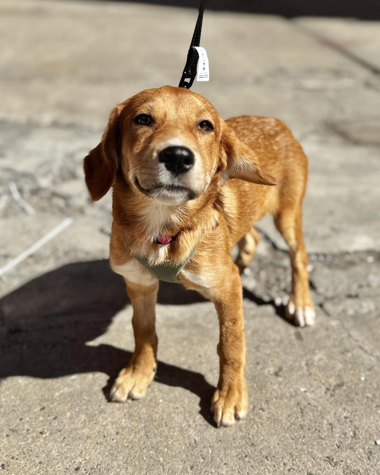 Enlarge Resist, a Adoptable mixed breed in New York, NY image 1/5