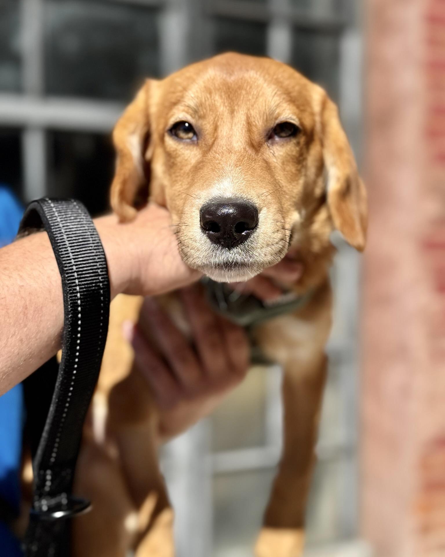 Enlarge Resist, a Adoptable mixed breed in New York, NY image 5/5
