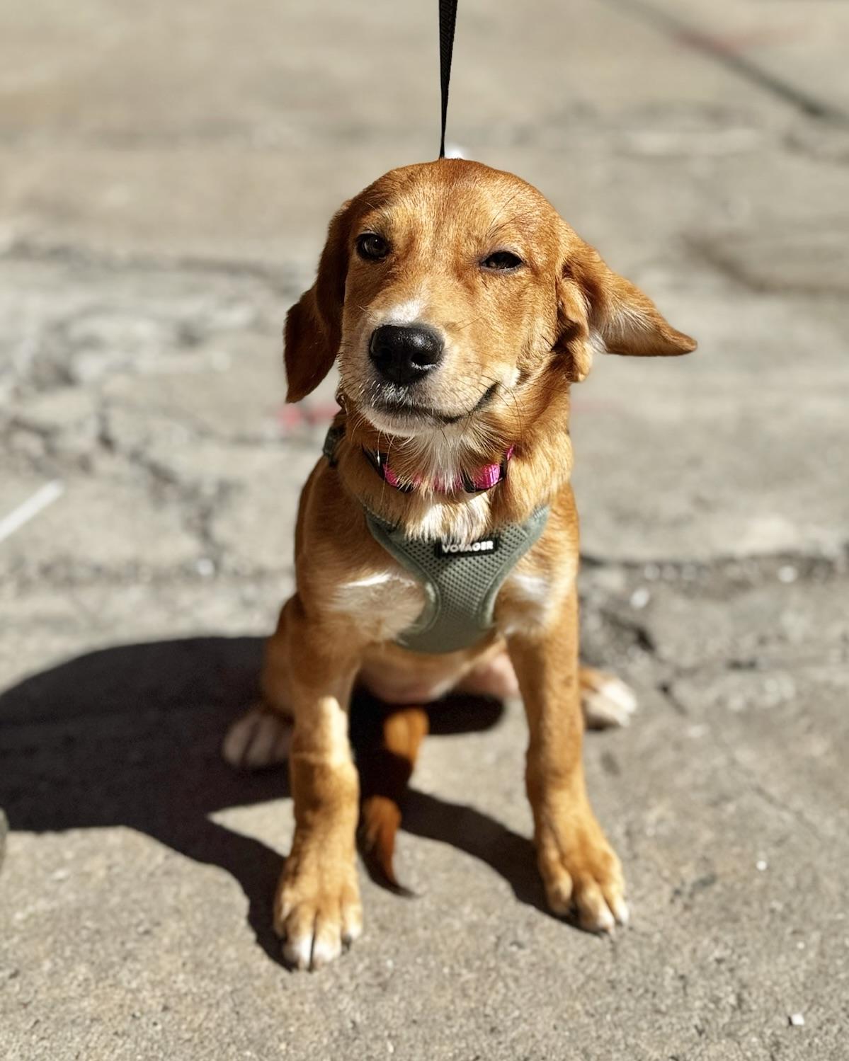 Enlarge Resist, a Adoptable mixed breed in New York, NY image 2/5