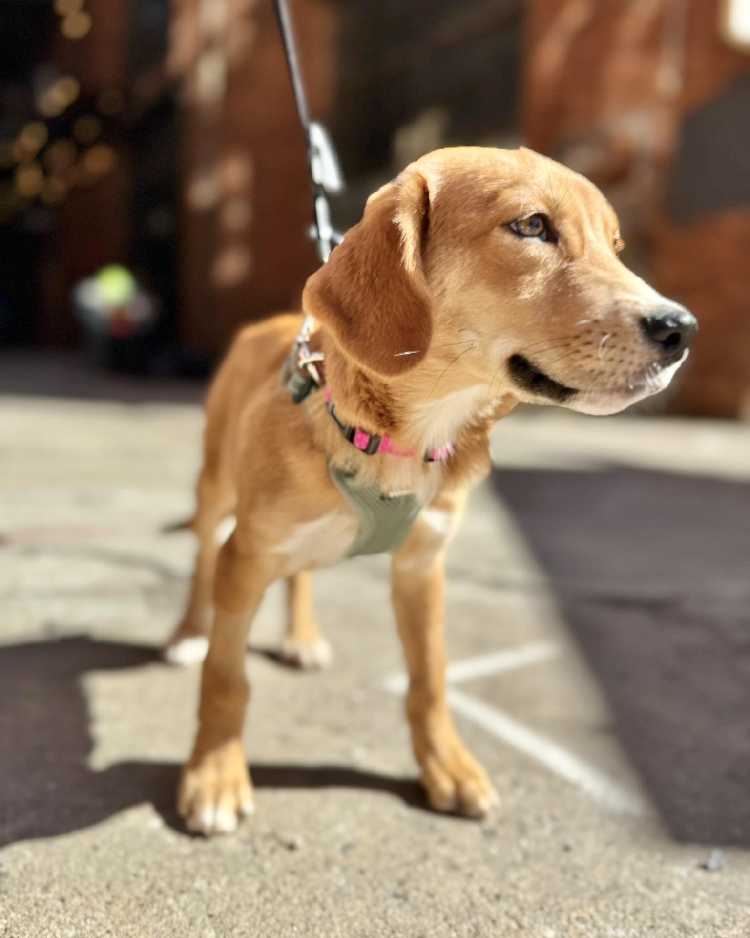 Enlarge Resist, a Adoptable mixed breed in New York, NY image 3/5