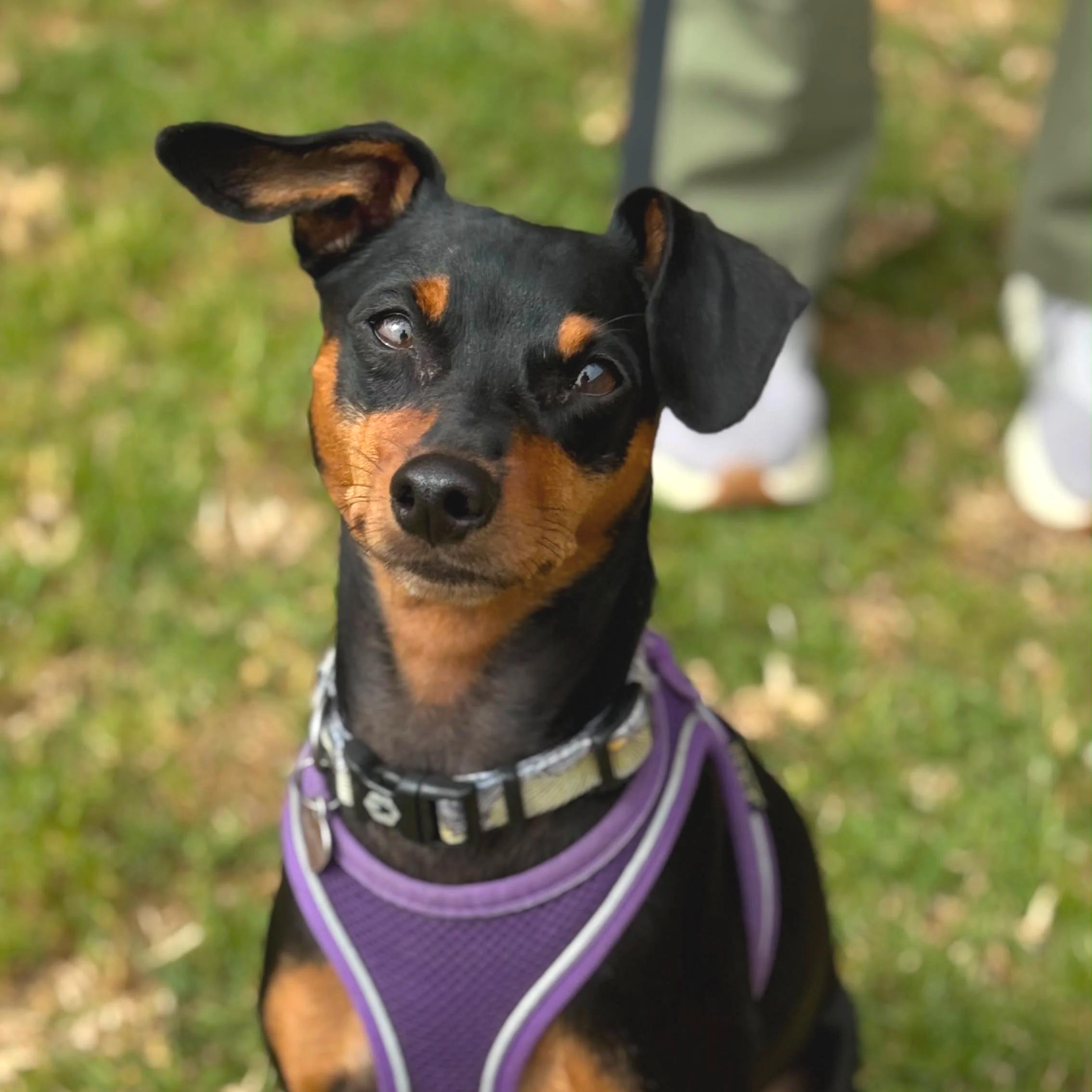 Enlarge FIONA, a Adoptable Miniature Pinscher in San Francisco, CA image 1/1