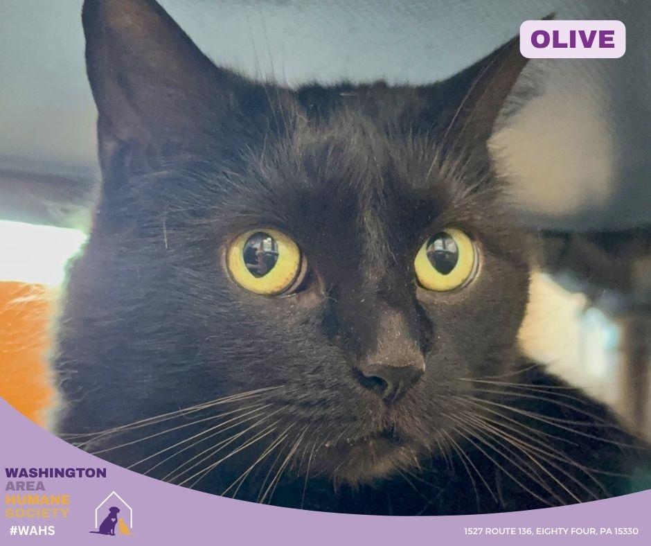 Enlarge Olive, a ADOPTABLE mixed breed in Eighty Four, PA image 1/1