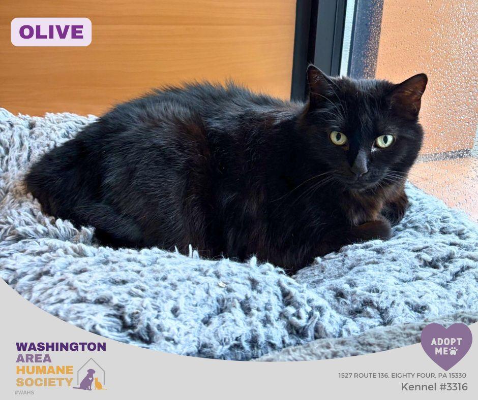 Enlarge Olive, a ADOPTABLE mixed breed in Eighty Four, PA image 1/2