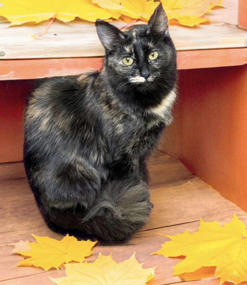 Chocolate, a Adoptable Tortoiseshell in Chandler, AZ image 1/3