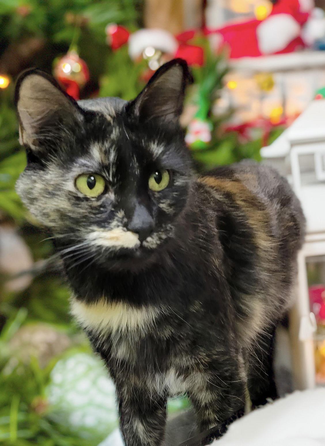 Chocolate, a Adoptable Tortoiseshell in Chandler, AZ image 2/3