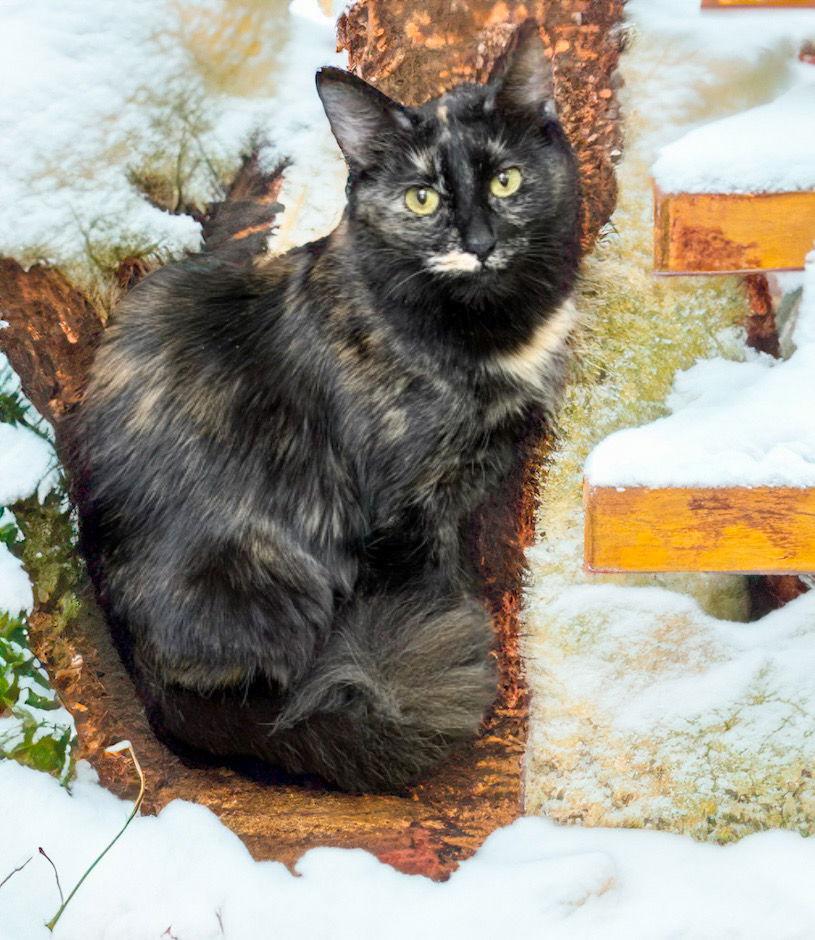 Chocolate, a Adoptable Tortoiseshell in Chandler, AZ image 3/3