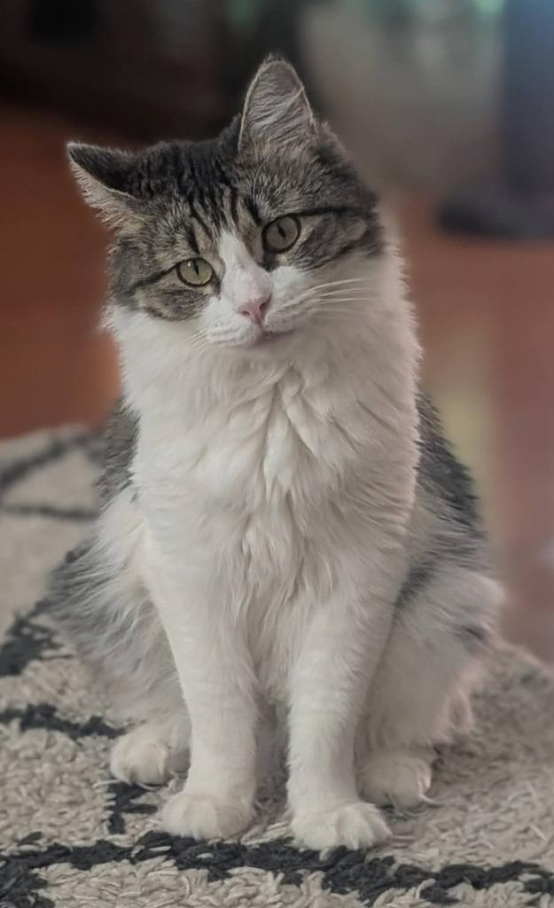 Enlarge Dolly, a Adoptable mixed breed in San Jacinto, CA image 3/3