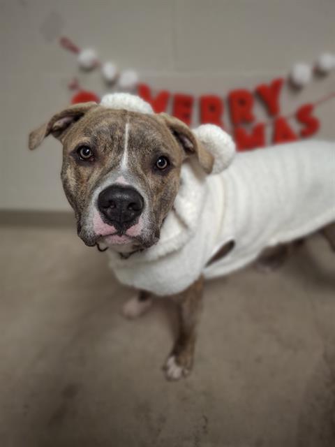 BABY, Adoptable, Young Male Pit Bull Terrier & Mixed Breed.