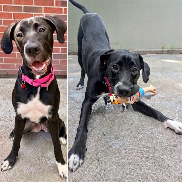 Enlarge ANGEL, a Adoptable mixed breed in Boston, MA image 1/1