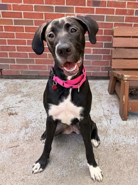 ANGEL, Adoptable, Young Female Great Dane & Labrador Retriever.